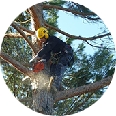 potature e abbattimenti di alberi su terreni privati e pubblici